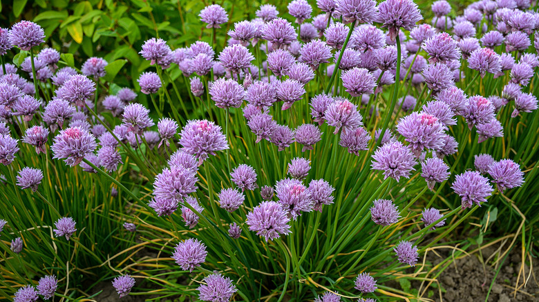 Flowering allium plants