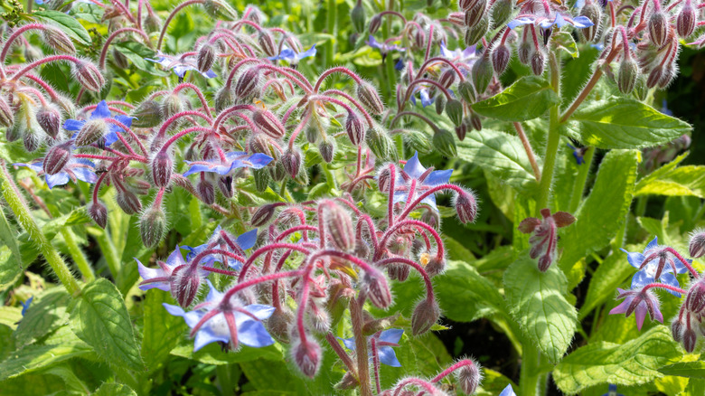 Vibrant borage flower