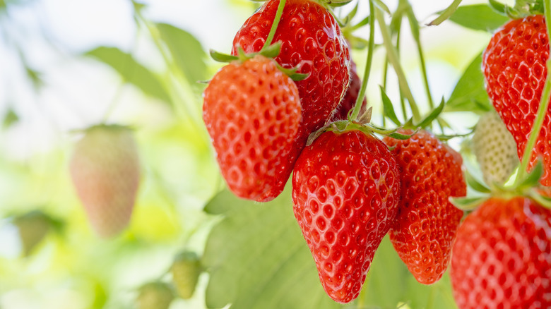 Healthy strawberries growing in a greenhouse