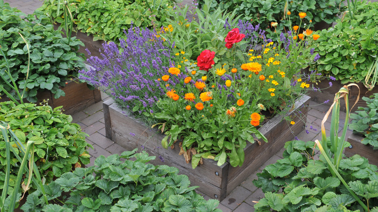 Box planted lavender nearby strawberries