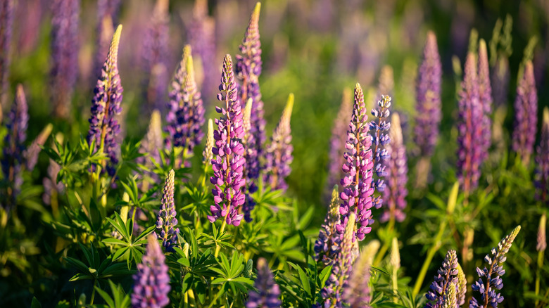 Stand of lupine flowers in a meadow
