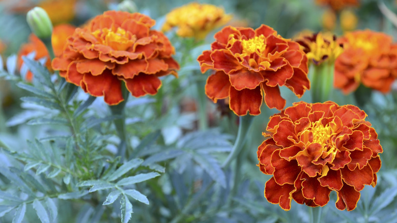 Bright orange marigolds
