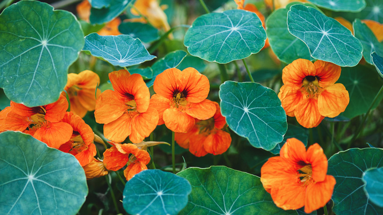 Orange nasturtium