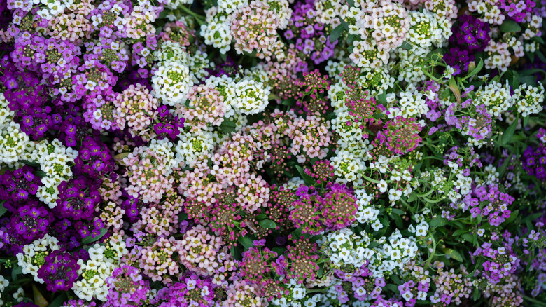 Clusters of white pink and purple sweet alyssum