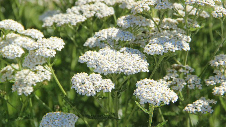White yarrow blooms