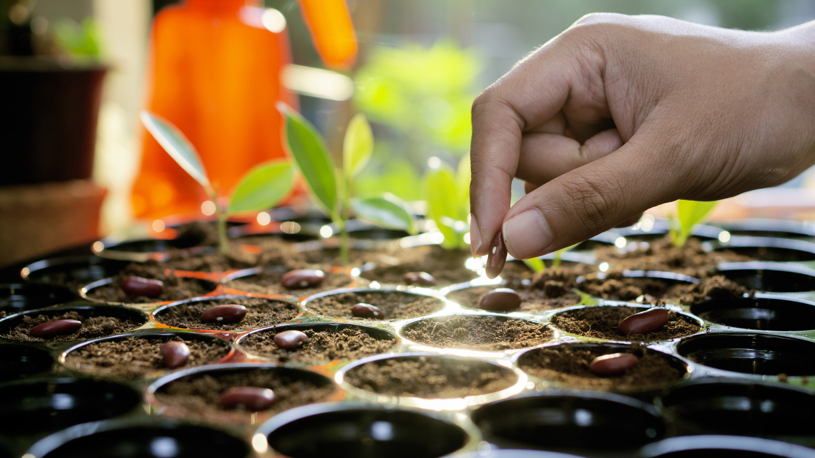 Spring Seeds Consider Starting These Seeds Indoors This Winter For A Stunning Spring ...