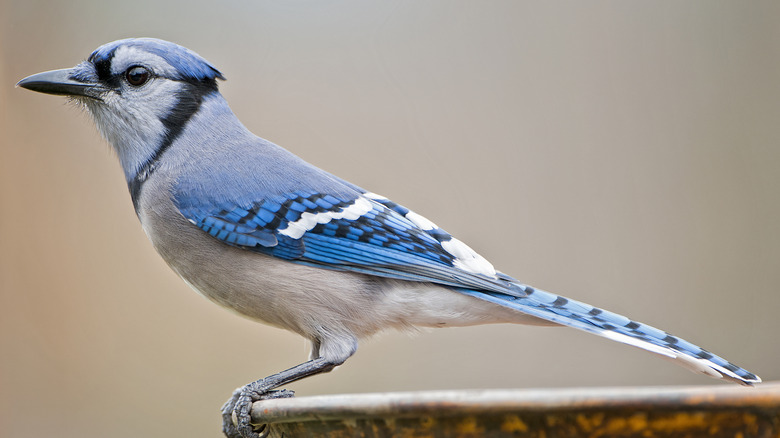 bluejay on a copper birdbath