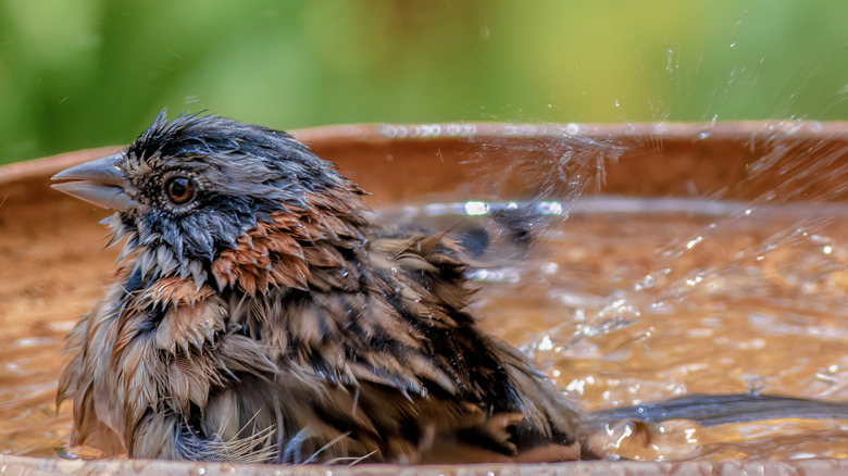 bird in a bath
