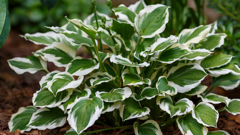 Hosta