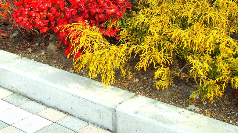 Nandina and other shrubs