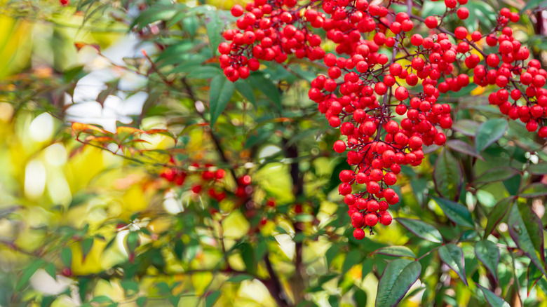 Nandina shrub with berries