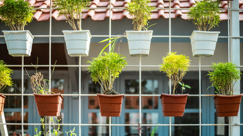 several plants hanging on fence in white a orange pots.