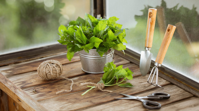 Herbs in a small metal bucket on a wooden table with a ball of twine, scissor, and small gardening tools.