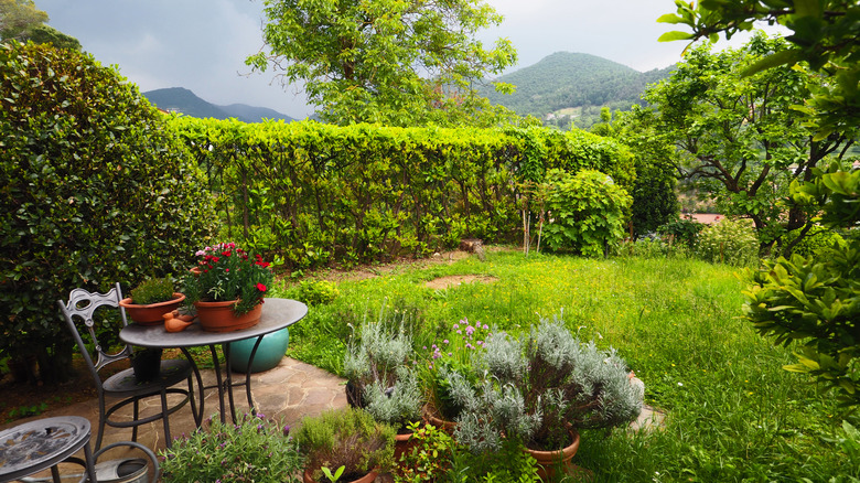 Privacy hedge near small patio in mountainous area