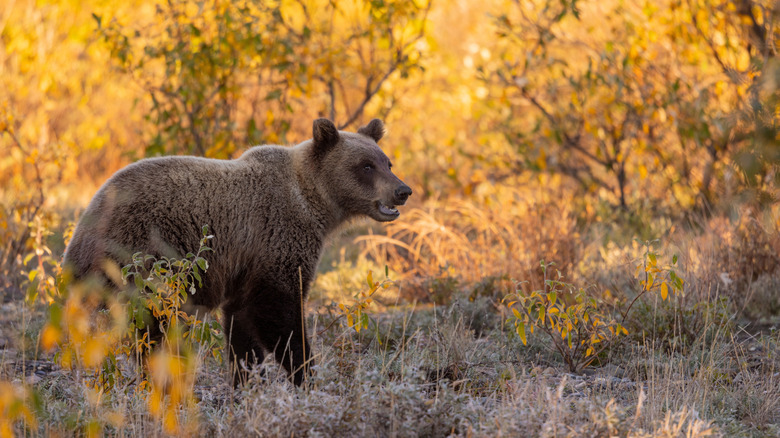 Grizzly bear in the wild