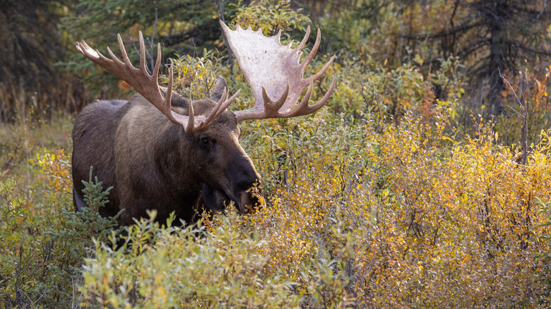 Moose in woods