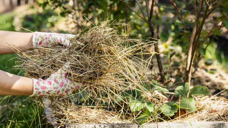 A gardener mulching a growing bed with straw