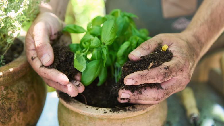 A basil plant in a clay pot
