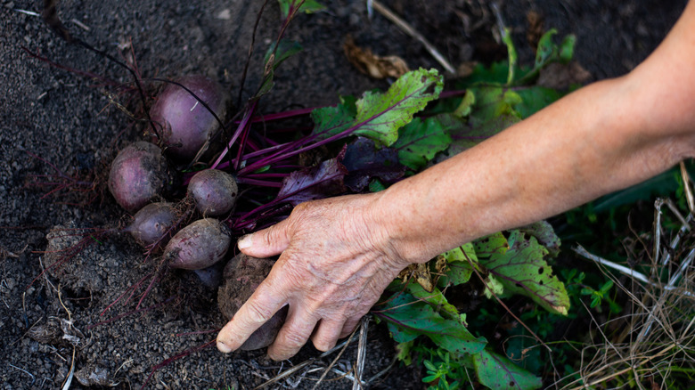 A close-up of a gardener harvesting beetroot