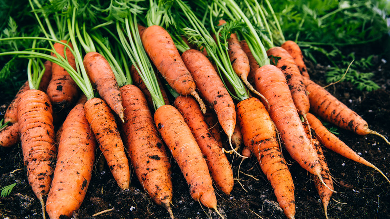 A neatly arranged pile of freshly harvested carrots