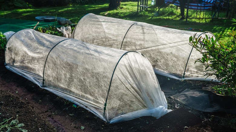 A vegetable garden protected with low tunnels