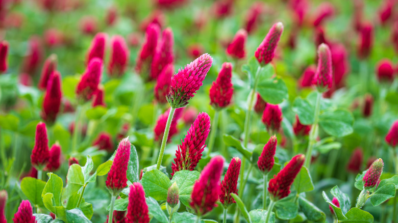 Crimson clover in bloom with fiery red flowers
