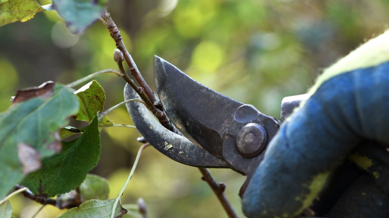 Close-up of a gardener pruning a plant with garden shears