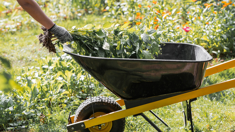 A gardener filling a wheelbarrow with pulled plants