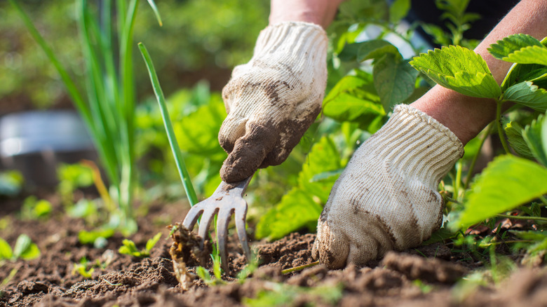 Close-up of a gardener removing weeds from a garden bed