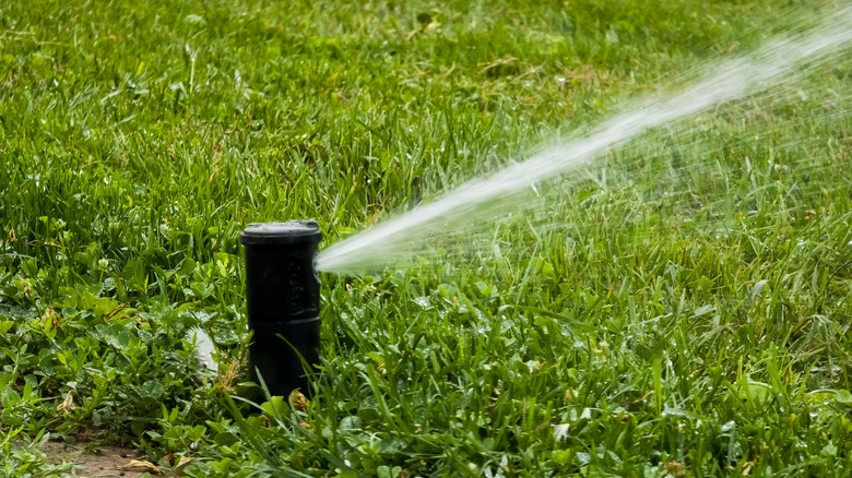 A lawn sprinkler spraying a patch of lawn