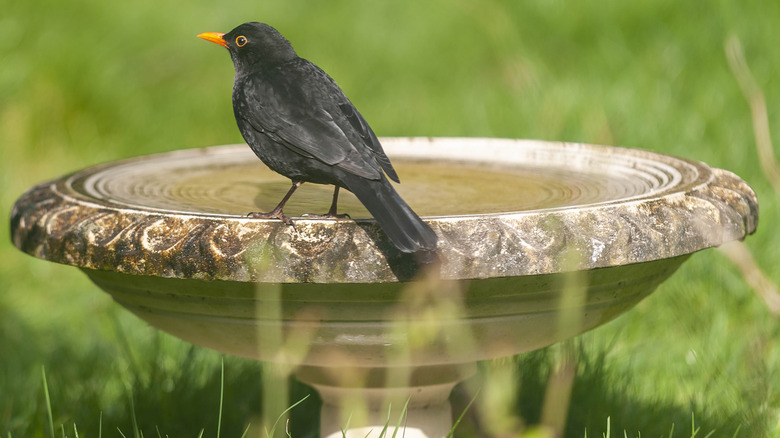 bird sitting on birdbath