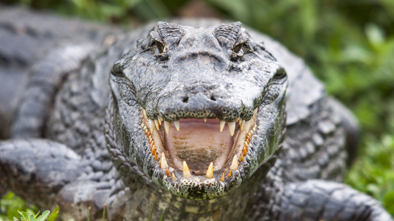 Alligator with an open mouth
