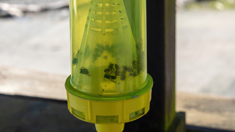 A yellow wasp trap with dead wasps inside