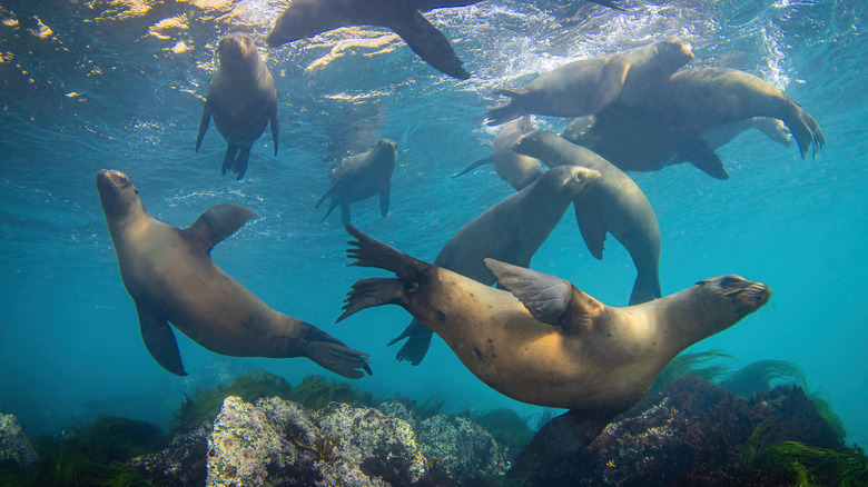California sea lions underwater