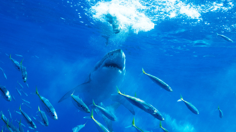 Great white shark in Pacific Ocean among smaller fish