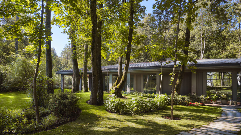 Numerous tall trees in front of home