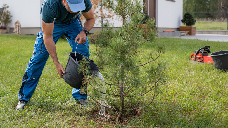 Man planting pine tree in back yard