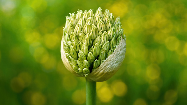 A close up of an allium bud just opening