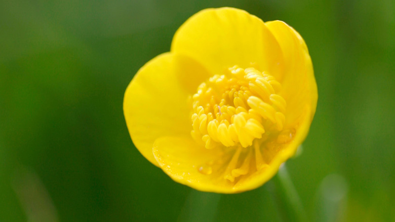 A close up of a yellow buttercup flower