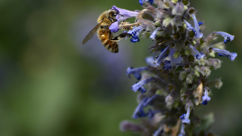 A bee resting on a catmint flower
