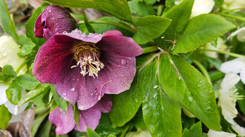 A close-up of a purple hellebore and its foliage