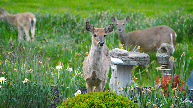 Three deer standing in a garden