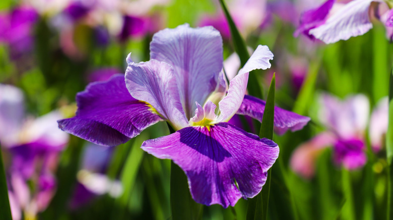 A close-up of a purple iris bloom