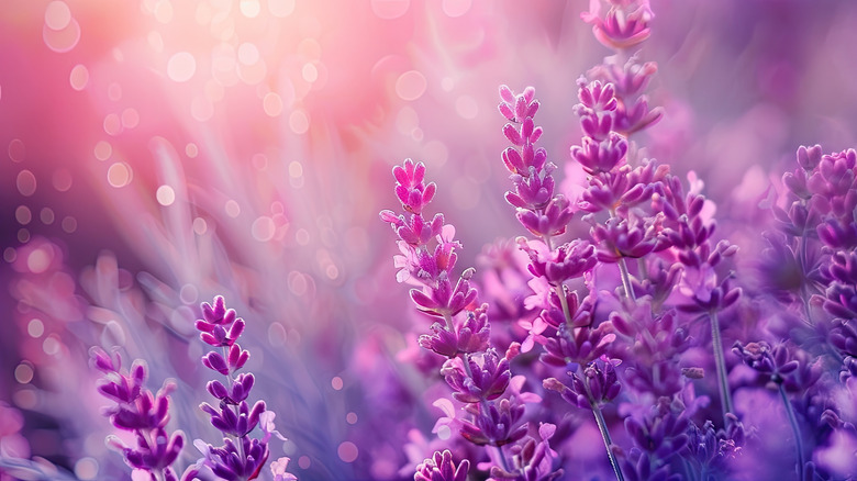 A few strikingly purple lavender sprigs