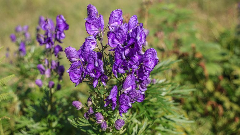 The monkshood flower in full bloom