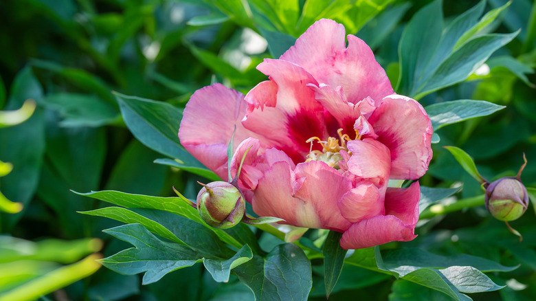 Close-up of a pretty pink peony flower with two unopened buds