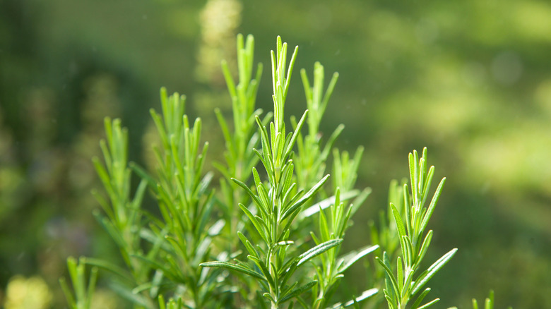 A few sprigs of aromatic rosemary