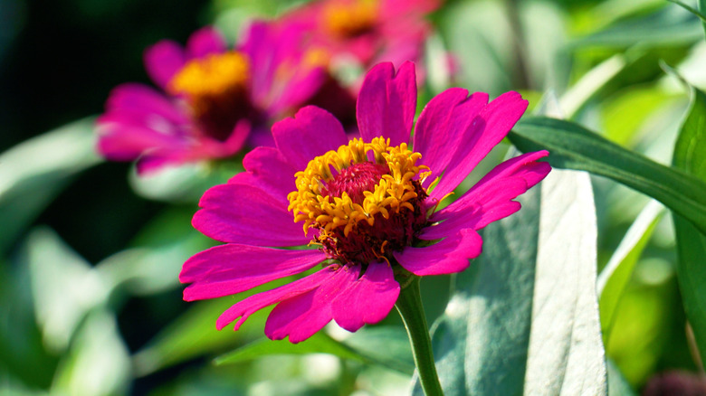 A close-up of a pink zinnia flower