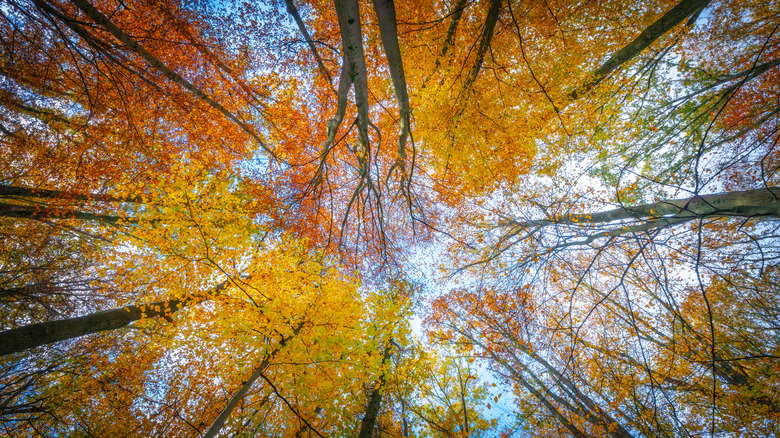 Canopy of fall foliage in timber forest