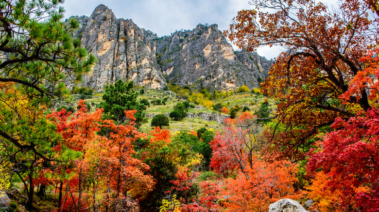 The Pine Canyon area of Guadalupe Mountains with beautiful fall foliage in the foreground and a mountain in the bacground